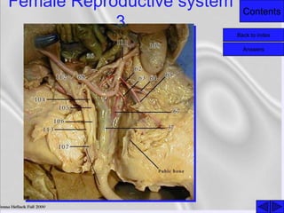 Contents
Female Reproductive system
3
Back to index
Answers
 