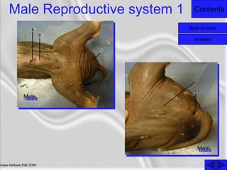 ContentsMale Reproductive system 1
Back to index
Answers
Male
Male
 
