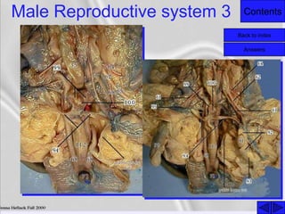 ContentsMale Reproductive system 3
Back to index
Answers
 