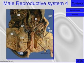 ContentsMale Reproductive system 4
Back to index
Answers
 