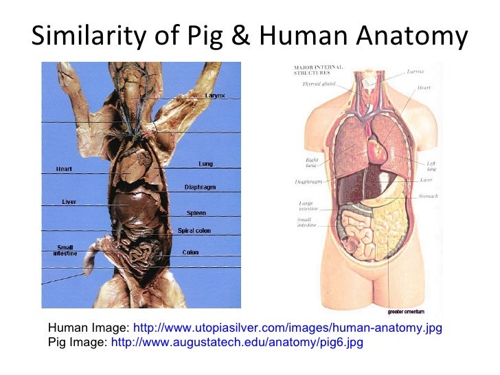 Image result for pig similarity to humans anatomy