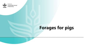 Feedback on Livestock CRP MorePork project innovations to guide the design of SAPLING innovation packages