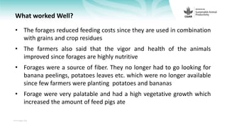Feedback on Livestock CRP MorePork project innovations to guide the design of SAPLING innovation packages
