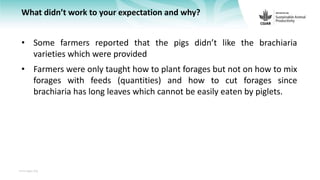 Feedback on Livestock CRP MorePork project innovations to guide the design of SAPLING innovation packages