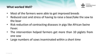 Feedback on Livestock CRP MorePork project innovations to guide the design of SAPLING innovation packages