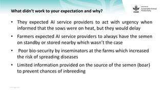 Feedback on Livestock CRP MorePork project innovations to guide the design of SAPLING innovation packages