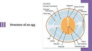 Structure of an egg
 