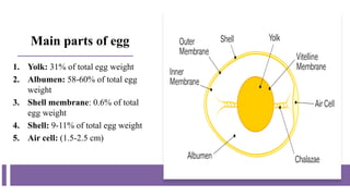 Main parts of egg
1. Yolk: 31% of total egg weight
2. Albumen: 58-60% of total egg
weight
3. Shell membrane: 0.6% of total
egg weight
4. Shell: 9-11% of total egg weight
5. Air cell: (1.5-2.5 cm)
 