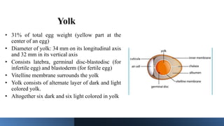 Yolk
• 31% of total egg weight (yellow part at the
center of an egg)
• Diameter of yolk: 34 mm on its longitudinal axis
and 32 mm in its vertical axis
• Consists latebra, germinal disc-blastodisc (for
infertile egg) and blastoderm (for fertile egg)
• Vitelline membrane surrounds the yolk
• Yolk consists of alternate layer of dark and light
colored yolk.
• Altogether six dark and six light colored in yolk
 
