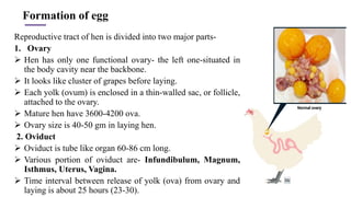 Formation of egg
Reproductive tract of hen is divided into two major parts-
1. Ovary
➢ Hen has only one functional ovary- the left one-situated in
the body cavity near the backbone.
➢ It looks like cluster of grapes before laying.
➢ Each yolk (ovum) is enclosed in a thin-walled sac, or follicle,
attached to the ovary.
➢ Mature hen have 3600-4200 ova.
➢ Ovary size is 40-50 gm in laying hen.
2. Oviduct
➢ Oviduct is tube like organ 60-86 cm long.
➢ Various portion of oviduct are- Infundibulum, Magnum,
Isthmus, Uterus, Vagina.
➢ Time interval between release of yolk (ova) from ovary and
laying is about 25 hours (23-30).
 