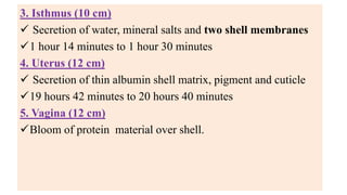 3. Isthmus (10 cm)
✓ Secretion of water, mineral salts and two shell membranes
✓1 hour 14 minutes to 1 hour 30 minutes
4. Uterus (12 cm)
✓ Secretion of thin albumin shell matrix, pigment and cuticle
✓19 hours 42 minutes to 20 hours 40 minutes
5. Vagina (12 cm)
✓Bloom of protein material over shell.
 