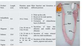 Oviduct
Parts
Length
(cm)
Duration spent
in the region
Main function and formation of
different portions
Infundibulu
m
9.0 18 to 13min.
➢ Picks up the yolk.
➢ Reservoir for male sperms.
➢ Fertilization.
➢ Formation of chalaziferous
layer of albumen.
Magnum 33.0
2 hrs 30 min to
2 hrs 54 min
➢ Secretions of inner thin
albumen and middle thick
albumen.
Isthmus 10.0
1 hr 14 min to
1 hr 30 min
➢ Secretion of water, mineral
salts two shell membranes.
Uterus 12.0
19 hrs 42 min
to 20 hrs 40
min
➢ Secretion of thin albumen shell
matrix, pigment and cuticle.
Vagina 12.0
 