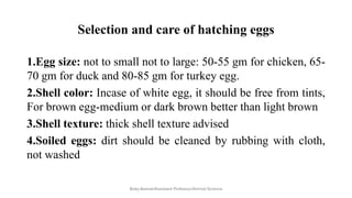 Selection and care of hatching eggs
1.Egg size: not to small not to large: 50-55 gm for chicken, 65-
70 gm for duck and 80-85 gm for turkey egg.
2.Shell color: Incase of white egg, it should be free from tints,
For brown egg-medium or dark brown better than light brown
3.Shell texture: thick shell texture advised
4.Soiled eggs: dirt should be cleaned by rubbing with cloth,
not washed
Boby Basnet/Assistant Professor/Animal Science
 