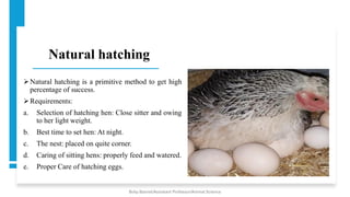 Natural hatching
➢Natural hatching is a primitive method to get high
percentage of success.
➢Requirements:
a. Selection of hatching hen: Close sitter and owing
to her light weight.
b. Best time to set hen: At night.
c. The nest: placed on quite corner.
d. Caring of sitting hens: properly feed and watered.
e. Proper Care of hatching eggs.
Boby Basnet/Assistant Professor/Animal Science
 