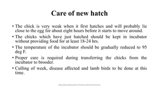 Care of new hatch
• The chick is very weak when it first hatches and will probably lie
close to the egg for about eight hours before it starts to move around.
• The chicks which have just hatched should be kept in incubator
without providing food for at least 18-24 hrs.
• The temperature of the incubator should be gradually reduced to 95
deg F.
• Proper care is required during transferring the chicks from the
incubator to brooder.
• Culling of week, disease affected and lamb birds to be done at this
time.
Boby Basnet/Assistant Professor/Animal Science
 