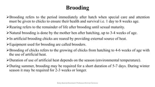Brooding
➢Brooding refers to the period immediately after hatch when special care and attention
must be given to chicks to ensure their health and survival i.e. 1 day to 8 weeks age.
➢Rearing refers to the remainder of life after brooding until sexual maturity.
➢Natural brooding is done by the mother hen after hatching, up to 3-4 weeks of age.
➢In artificial brooding chicks are reared by providing external source of heat.
➢Equipment used for brooding are called brooders.
➢Brooding of chicks refers to the growing of chicks from hatching to 4-6 weeks of age with
the use of artificial heat.
➢Duration of use of artificial heat depends on the season (environmental temperature).
➢During summer, brooding may be required for a short duration of 5-7 days. During winter
season it may be required for 2-3 weeks or longer.
Boby Basnet/Assistant Professor/Animal Science
 