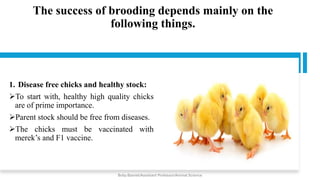 The success of brooding depends mainly on the
following things.
1. Disease free chicks and healthy stock:
➢To start with, healthy high quality chicks
are of prime importance.
➢Parent stock should be free from diseases.
➢The chicks must be vaccinated with
merek’s and F1 vaccine.
Boby Basnet/Assistant Professor/Animal Science
 