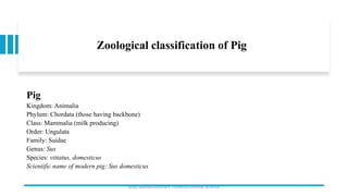 Zoological classification of Pig
Pig
Kingdom: Animalia
Phylum: Chordata (those having backbone)
Class: Mammalia (milk producing)
Order: Ungulata
Family: Suidae
Genus: Sus
Species: vittatus, domesticus
Scientific name of modern pig: Sus domesticus
Boby Basnet/Assistant Professor/Animal Science
 