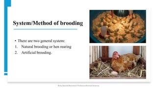 System/Method of brooding
• There are two general system:
1. Natural brooding or hen rearing
2. Artificial brooding.
Boby Basnet/Assistant Professor/Animal Science
 