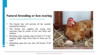 Natural brooding or hen rearing
• The broody hen will provide all the warmth
required by chicken.
• The broody hen supplies her young with
necessary heat by means of her own body and
feathers.
• Brooding coop/ rearing coop of sized 2×2×2 feet
keeping slight slope from front to back can be
used
• Depending upon her size, hen will brood 15-20
chicks.
Boby Basnet/Assistant Professor/Animal Science
 