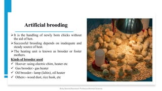 Artificial brooding
➢It is the handling of newly born chicks without
the aid of hen.
➢Successful brooding depends on inadequate and
steady source of heat.
➢The heating unit is known as brooder or foster
mothers.
Kinds of brooder used
✓ Hoover: using electric chim, heater etc
✓ Gas brooder:- gas heater
✓ Oil brooder:- lamp (laltin), oil heater
✓ Others:- wood dust, rice husk, etc
Boby Basnet/Assistant Professor/Animal Science
 