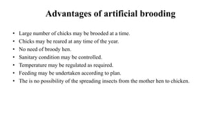 Advantages of artificial brooding
• Large number of chicks may be brooded at a time.
• Chicks may be reared at any time of the year.
• No need of broody hen.
• Sanitary condition may be controlled.
• Temperature may be regulated as required.
• Feeding may be undertaken according to plan.
• The is no possibility of the spreading insects from the mother hen to chicken.
 