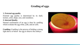 Grading of eggs
1. External egg quality
External egg quality is determined by its shell,
texture, color, shape, size, and soundness.
2. Internal Quality
Internal examination of an egg is done by candling
which evaluate the egg white, yolk, and air cells.
Candling: Candling is the process of holding a strong
light above or below the egg to observe the embryo.
 