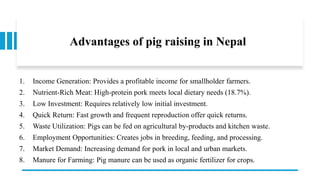 Advantages of pig raising in Nepal
1. Income Generation: Provides a profitable income for smallholder farmers.
2. Nutrient-Rich Meat: High-protein pork meets local dietary needs (18.7%).
3. Low Investment: Requires relatively low initial investment.
4. Quick Return: Fast growth and frequent reproduction offer quick returns.
5. Waste Utilization: Pigs can be fed on agricultural by-products and kitchen waste.
6. Employment Opportunities: Creates jobs in breeding, feeding, and processing.
7. Market Demand: Increasing demand for pork in local and urban markets.
8. Manure for Farming: Pig manure can be used as organic fertilizer for crops.
 