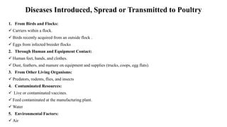 Diseases Introduced, Spread or Transmitted to Poultry
1. From Birds and Flocks:
✓ Carriers within a flock.
✓ Birds recently acquired from an outside flock .
✓ Eggs from infected breeder flocks
2. Through Human and Equipment Contact:
✓ Human feet, hands, and clothes.
✓ Dust, feathers, and manure on equipment and supplies (trucks, coops, egg flats).
3. From Other Living Organisms:
✓ Predators, rodents, flies, and insects
4. Contaminated Resources:
✓ Live or contaminated vaccines.
✓ Feed contaminated at the manufacturing plant.
✓ Water
5. Environmental Factors:
✓ Air
 