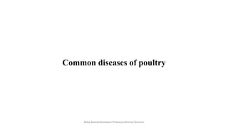 Common diseases of poultry
Boby Basnet/Assistant Professor/Animal Science
 