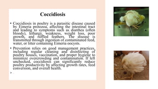 Coccidiosis
• Coccidiosis in poultry is a parasitic disease caused
by Eimeria protozoa, affecting the intestinal tract
and leading to symptoms such as diarrhea (often
bloody), lethargy, weakness, weight loss, poor
growth, and ruffled feathers. The disease is
transmitted through ingestion of contaminated feed,
water, or litter containing Eimeria oocysts.
• Prevention relies on good management practices,
including regular cleaning and disinfecting of
poultry houses, vaccination, and proper hygiene to
minimize overcrowding and contamination. If left
unchecked, coccidiosis can significantly reduce
poultry productivity by affecting growth rates, feed
conversion, and overall health.
➢ .
 