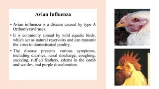 Avian Influenza
• Avian influenza is a disease caused by type A
Orthomyxoviruses.
• It is commonly spread by wild aquatic birds,
which act as natural reservoirs and can transmit
the virus to domesticated poultry.
• The disease presents various symptoms,
including diarrhea, nasal discharge, coughing,
sneezing, ruffled feathers, edema in the comb
and wattles, and purple discoloration.
 