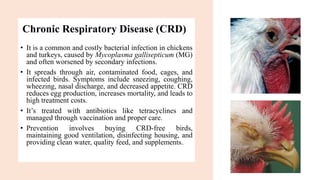 Chronic Respiratory Disease (CRD)
• It is a common and costly bacterial infection in chickens
and turkeys, caused by Mycoplasma gallisepticum (MG)
and often worsened by secondary infections.
• It spreads through air, contaminated food, cages, and
infected birds. Symptoms include sneezing, coughing,
wheezing, nasal discharge, and decreased appetite. CRD
reduces egg production, increases mortality, and leads to
high treatment costs.
• It’s treated with antibiotics like tetracyclines and
managed through vaccination and proper care.
• Prevention involves buying CRD-free birds,
maintaining good ventilation, disinfecting housing, and
providing clean water, quality feed, and supplements..
 