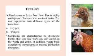 Fowl Pox
➢Also known as Avian Pox Fowl Pox is highly
contagious. Chickens who contract Avian Pox
can experience two different types of the
condition:
a. Dry pox
b. Wet pox
• Symptoms are characterized by distinctive
bumps that look like warts and are visible on
the wattle and comb. In addition, young birds
experienced stunted growth and egg production
decreases.
 