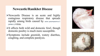 Newcastle/Ranikhet Disease
➢Newcastle Disease is an acute and highly
contagious respiratory disease that spreads
rapidly among birds caused by avian paramyxovirus-1
(APMV-1) virus.
➢It affects both wild and domestic fowl, though
domestic poultry is much more susceptible.
➢Symptoms include greenish, watery diarrhea,
coughing, and complete paralysis.
 