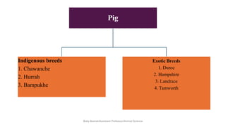 Pig
Indigenous breeds
1. Chawanche
2. Hurrah
3. Bampukhe
Exotic Breeds
1. Duroc
2. Hampshire
3. Landrace
4. Tamworth
Boby Basnet/Assistant Professor/Animal Science
 