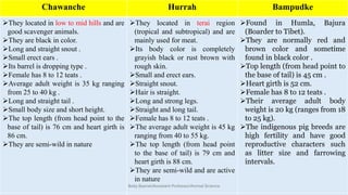 Chawanche Hurrah Bampudke
➢They located in low to mid hills and are
good scavenger animals.
➢They are black in color.
➢Long and straight snout .
➢Small erect ears .
➢Its barrel is dropping type .
➢Female has 8 to 12 teats .
➢Average adult weight is 35 kg ranging
from 25 to 40 kg .
➢Long and straight tail .
➢Small body size and short height.
➢The top length (from head point to the
base of tail) is 76 cm and heart girth is
86 cm.
➢They are semi-wild in nature
➢They located in terai region
(tropical and subtropical) and are
mainly used for meat.
➢Its body color is completely
grayish black or rust brown with
rough skin.
➢Small and erect ears.
➢Straight snout.
➢Hair is straight.
➢Long and strong legs.
➢Straight and long tail.
➢Female has 8 to 12 teats .
➢The average adult weight is 45 kg
ranging from 40 to 55 kg.
➢The top length (from head point
to the base of tail) is 79 cm and
heart girth is 88 cm.
➢They are semi-wild and are active
in nature
➢Found in Humla, Bajura
(Boarder to Tibet).
➢They are normally red and
brown color and sometime
found in black color .
➢Top length (from head point to
the base of tail) is 45 cm .
➢Heart girth is 52 cm.
➢Female has 8 to 12 teats .
➢Their average adult body
weight is 20 kg (ranges from 18
to 25 kg).
➢The indigenous pig breeds are
high fertility and have good
reproductive characters such
as litter size and farrowing
intervals.
Boby Basnet/Assistant Professor/Animal Science
 