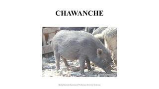 CHAWANCHE
Boby Basnet/Assistant Professor/Animal Science
 