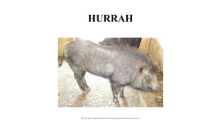 HURRAH
Boby Basnet/Assistant Professor/Animal Science
 