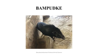 BAMPUDKE
Boby Basnet/Assistant Professor/Animal Science
 