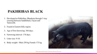 PAKHRIBAS BLACK
1. Developed at Pakhribas, Dhankuta through 3 way
crossing between Saddleback, Fayun and
Tamworth.
2. Found in Eastern hilly region.
3. Age of first farrowing: 368 days.
4. Farrowing interval: 178 days.
5. Litter size: 9-10.
6. Body weight:- Male 250 kg Female 175 kg.
Boby Basnet/Assistant Professor/Animal Science
 