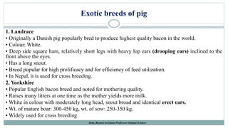 Exotic breeds of pig
1. Landrace
• Originally a Danish pig popularly bred to produce highest quality bacon in the world.
• Colour: White.
• Deep side square ham, relatively short legs with heavy lop ears (drooping ears) inclined to the
front above the eyes.
• Has a long snout.
• Breed popular for high prolificacy and for efficiency of feed utilization.
• In Nepal, it is used for cross breeding.
2. Yorkshire
• Popular English bacon breed and noted for mothering quality.
• Raises many litters at one time as the mother yields more milk.
• White in colour with moderately long head, snout broad and identical erect ears.
• Wt. of mature boar: 300-450 kg, wt. of sow: 250-350 kg.
• Widely used for cross breeding.
Boby Basnet/Assistant Professor/Animal Science
 