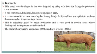 Boby Basnet/Assistant Professor/Animal Science
5. Tamworth
➢ This breed was developed in the west England by using wild boar for fixing the golden or
chestnut color.
➢ It has coarse hair, longhead, long snout and erect ears.
➢ It is considered to be slow maturing but is very hardy, thrifty and less susceptible to sunburn
than many other temperate type breeds.
➢ This is especially good for bacon production and is very good in tropical areas where
feeding and management are substandard.
➢ The mature boar weighs as much as 300 kg and sow weights 250kg.
 