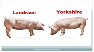 Boby Basnet/Assistant Professor/Animal Science
 