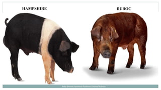 Boby Basnet/Assistant Professor/Animal Science
HAMPSHIRE DUROC
 