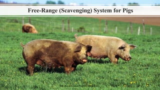 Free-Range (Scavenging) System for Pigs
Boby Basnet/Assistant Professor/Animal Science
 