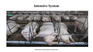 Intensive System
Boby Basnet/Assistant Professor/Animal Science
 