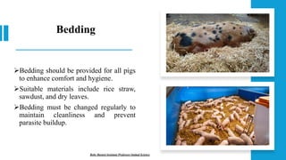 Bedding
➢Bedding should be provided for all pigs
to enhance comfort and hygiene.
➢Suitable materials include rice straw,
sawdust, and dry leaves.
➢Bedding must be changed regularly to
maintain cleanliness and prevent
parasite buildup.
Boby Basnet/Assistant Professor/Animal Science
 