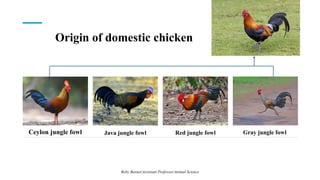 Origin of domestic chicken
Boby Basnet/Assistant Professor/Animal Science
Java jungle fowl Red jungle fowl
Ceylon jungle fowl Gray jungle fowl
 