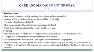 CARE AND MANAGEMENT OF BOAR
3)Feeding of boar
 Boar should be kept in a thrifty condition i.e. neither overfed nor underfed.
 Amount of feed per 45kg-body wt. per day should be 1.25-1.50 kg.
 The ration should contain 14% C.P.
 Boar should be fed 2-3hours before they are expected to breed.
 Fresh, clean and adequate quantity of water must be provided.
4) Housing
 Boar pen should be located where it will provide maximum exposure to the female to be breed
 The presence of female helps to stimulate the sex desire in boar.
 Each boar should be provided with 1.5m² square dry well ventilated sleeping area.
 Hogs have very few sweat glands and hence cannot dispose body heat as easily as other animals do.
Therefore, to protect from heat stress or heat induced sterility, provide bathing facility i.e. wallowing in
summer.
 
